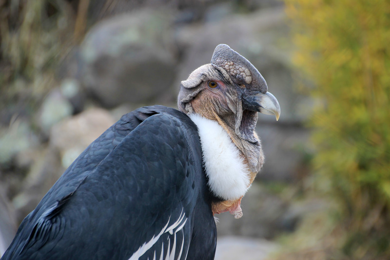 Condor | High Andes | Ecuador