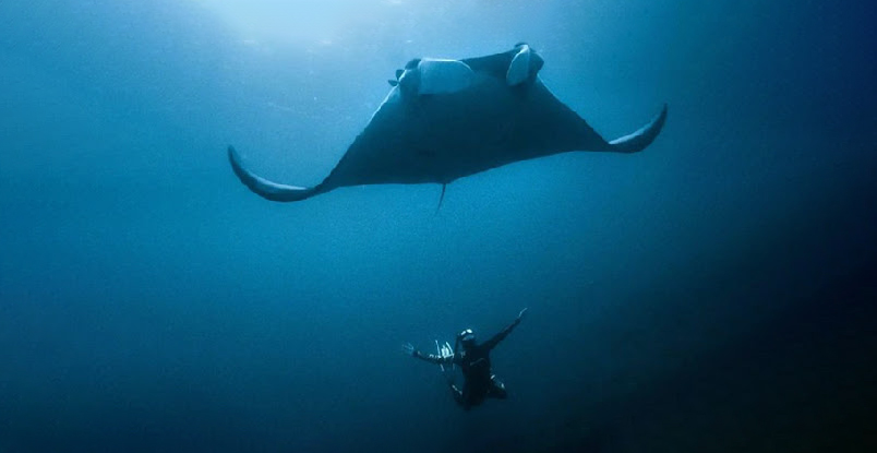 Manta ray | Cost of Ecuador