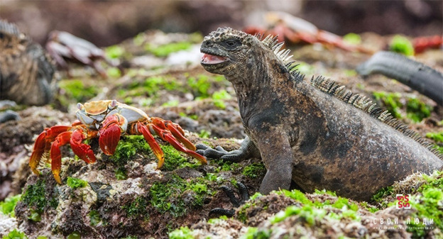 Marine iguana and crab | Galapagos Islands | Ecuador