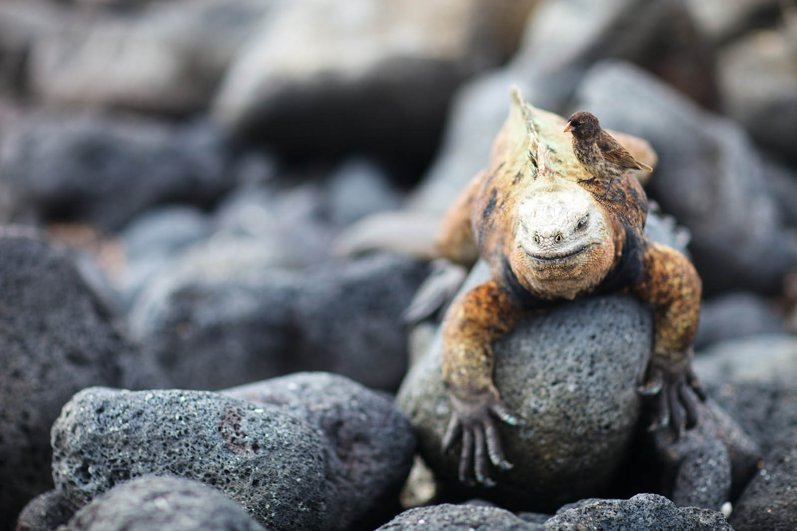 Marine iguana | Galapagos Islands