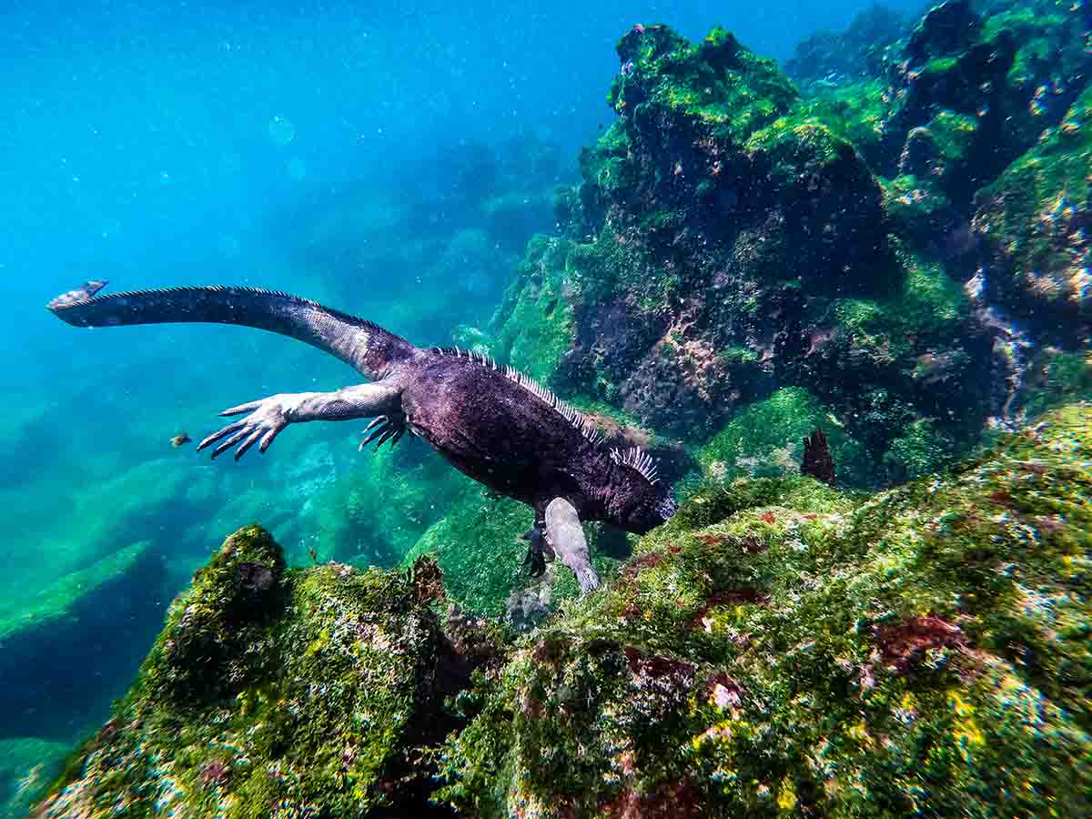 Marine Iguana | Galapagos