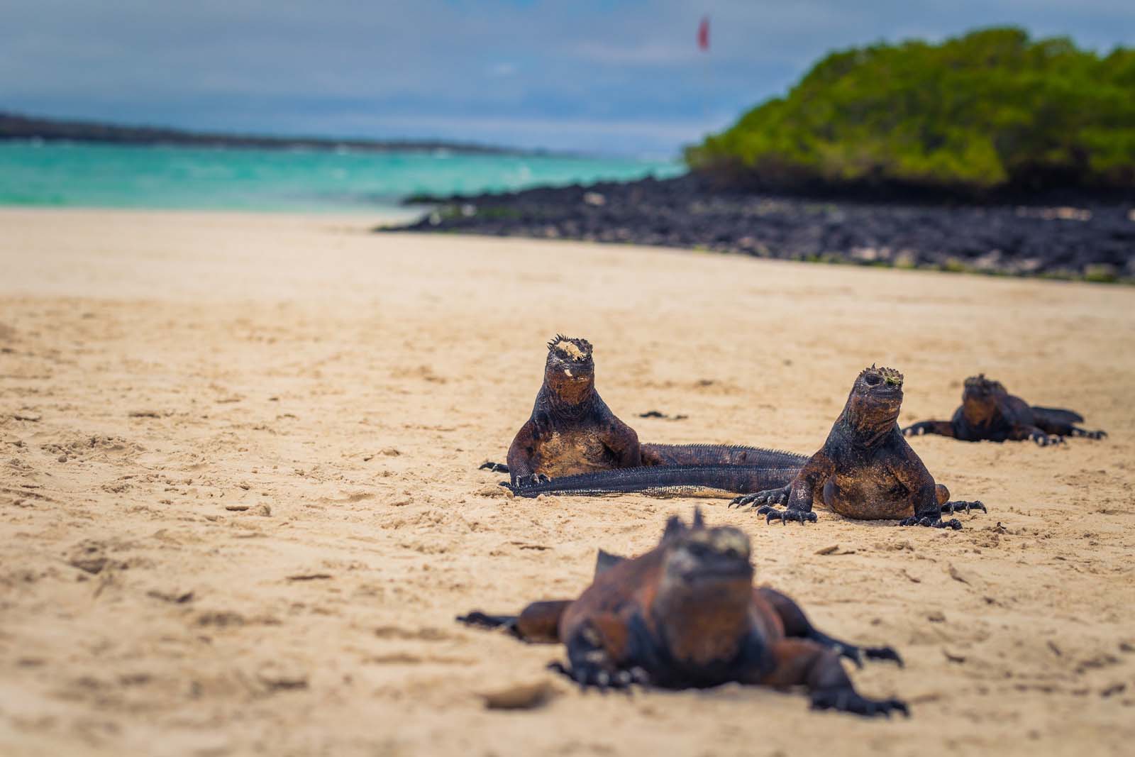 Marine iguanas in tortuga Bay | Santa Cruz Island | Galapagos