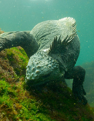 Marine iguana in Galapagos