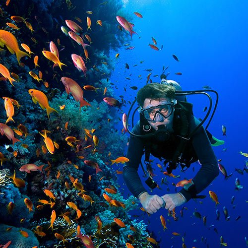 marine wildlife galapagos