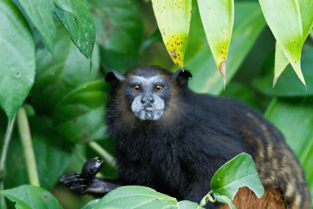 Monkey | Tambopata National Reserve | Peru | South America