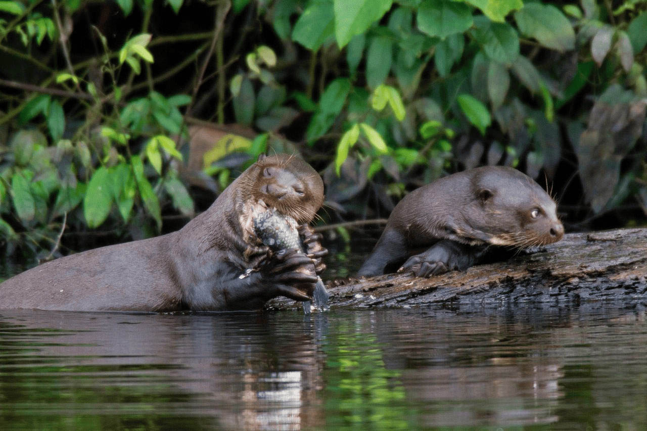 Nutria | Tambopata National Reserve | Peru | South America