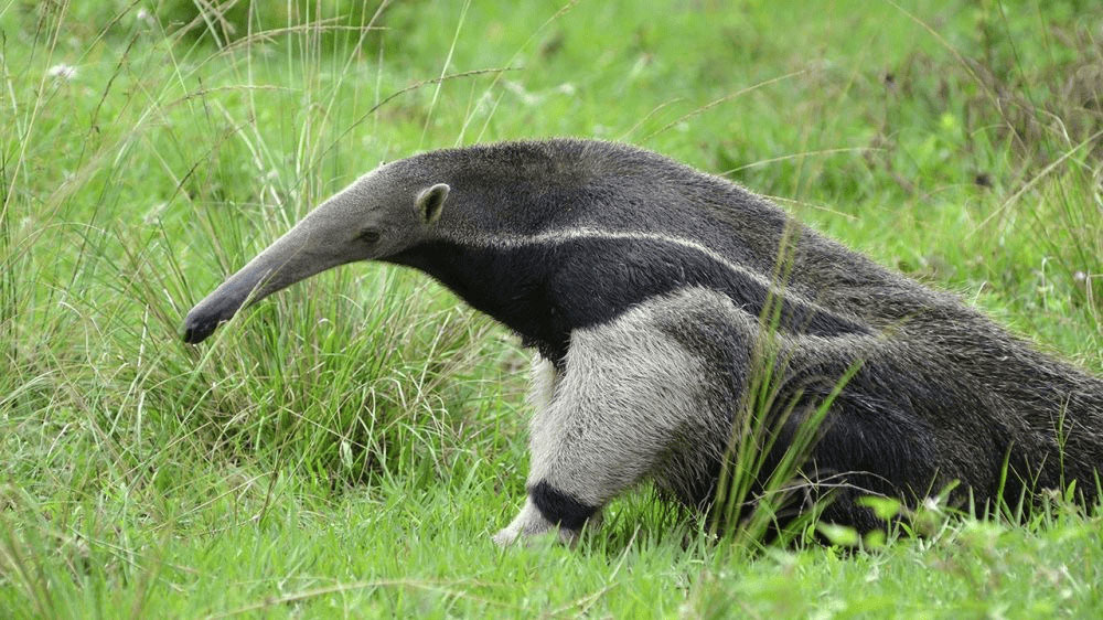 Anteater | Tambopata National Reserve | Peru | South America