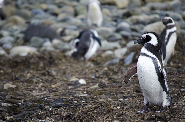 Patagonia penguin