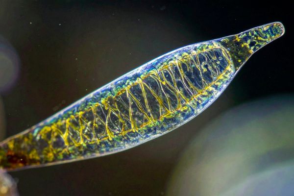 phytoplankton - Galapagos