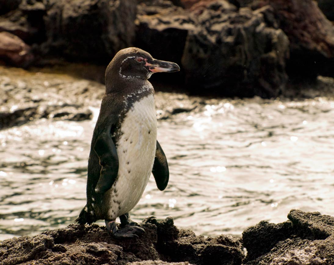 galapagos peguin