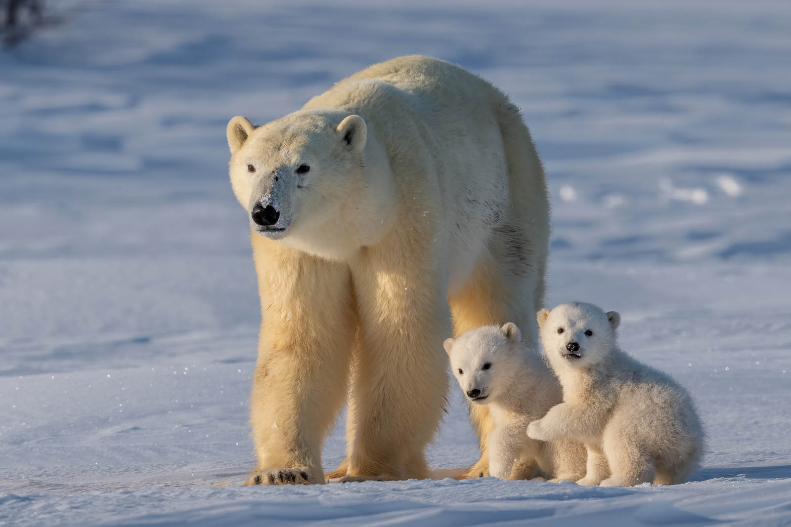 Polar Bear | Artic