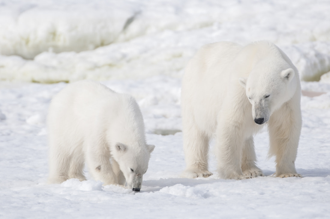 Polar Bears | Arctic