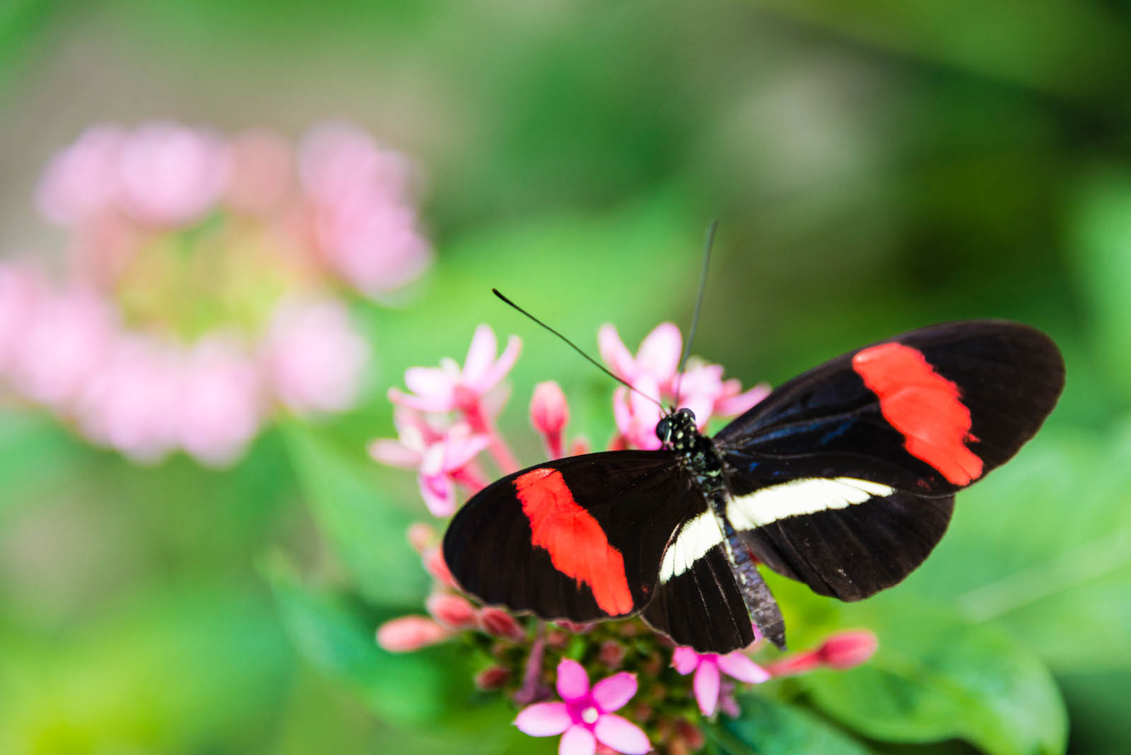 Postman Butterfly | Costa Rica