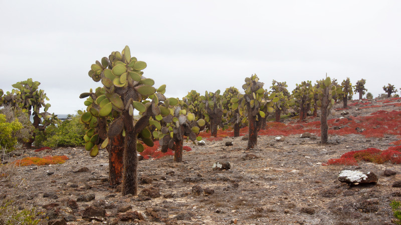 Prickly Pear Cactus | South Plaza Island | Galapagos islands