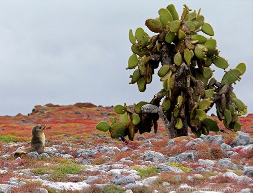Prickly pear cactus Galapagos