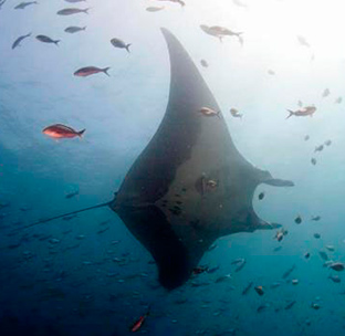 Punta nuñez diving