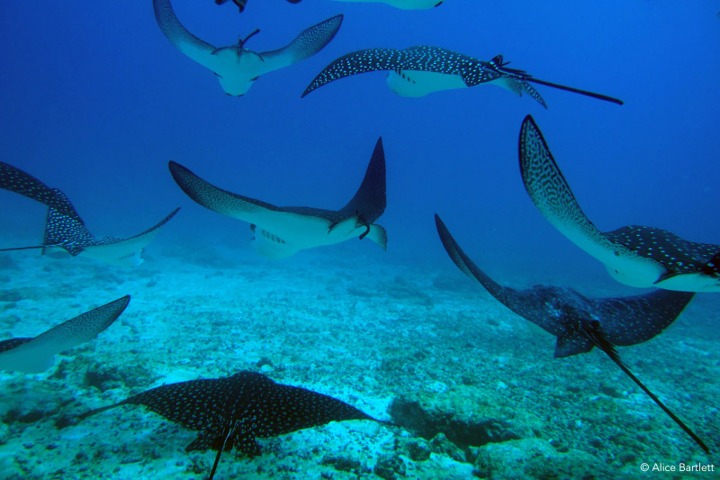 Galapagos Rays