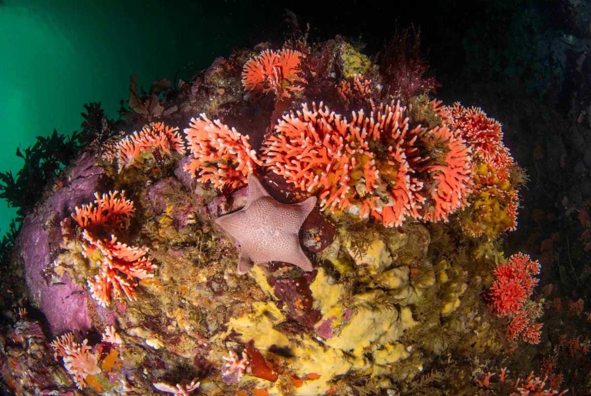 Red Corals | Chile