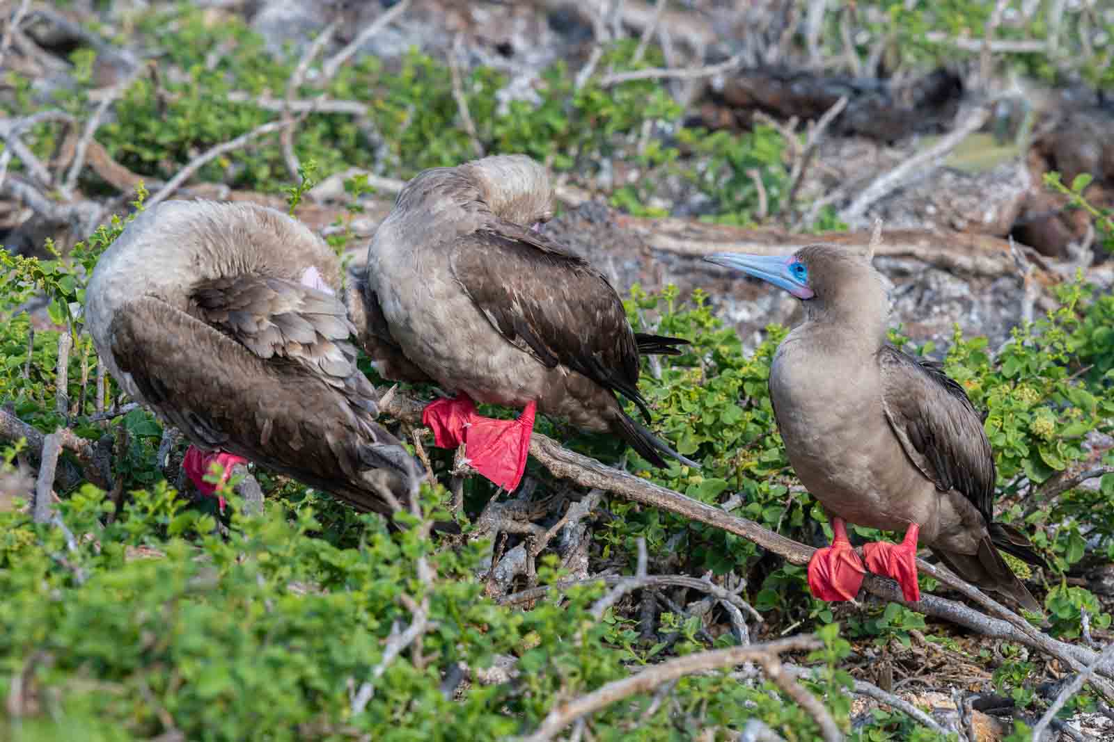 Red footed boobies | Galapagos Islands