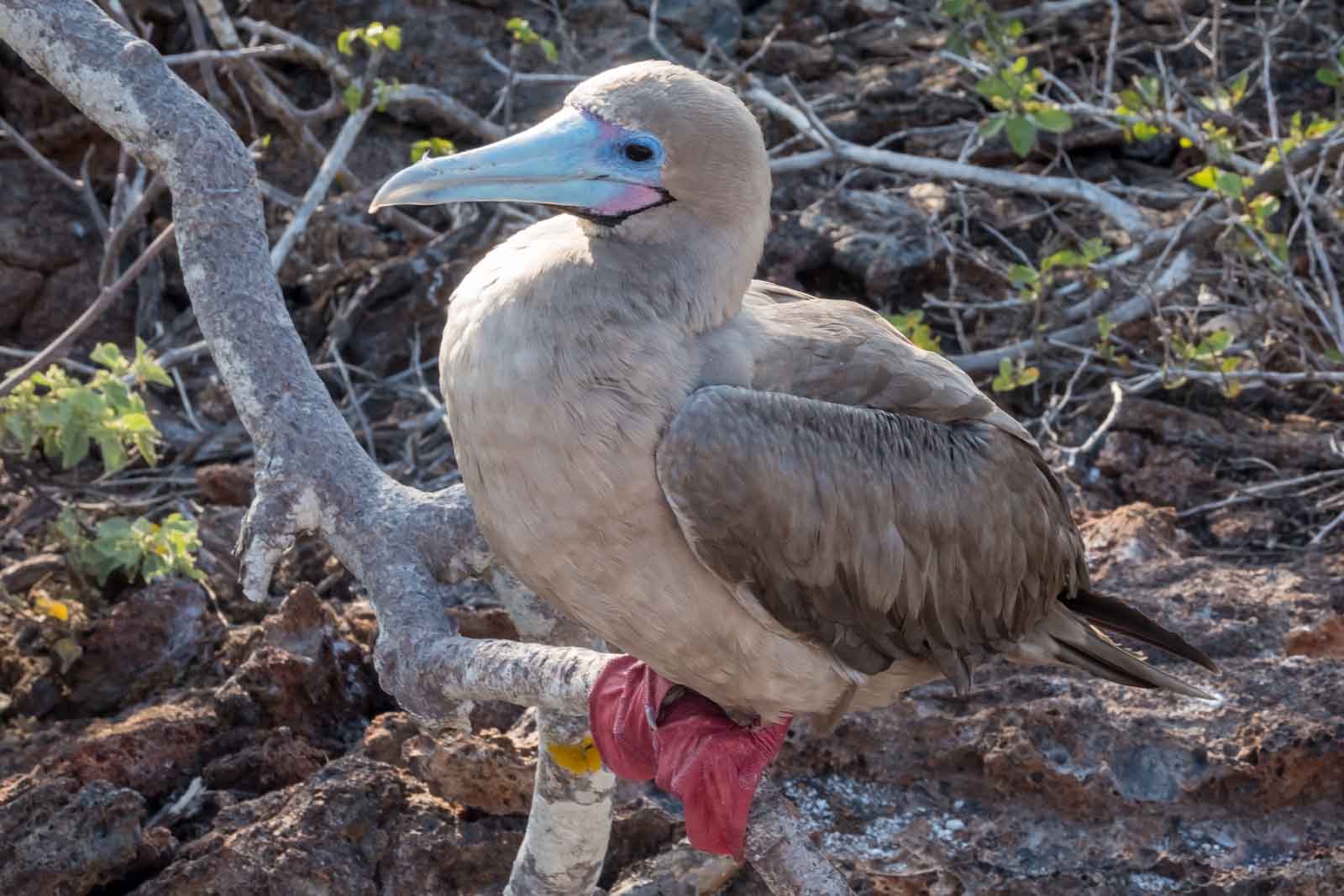 Red-footed booby | Galapagos Islands
