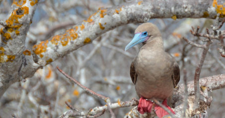 Galapagod red footed boobies