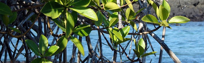 Red Mangrove | Galapagos