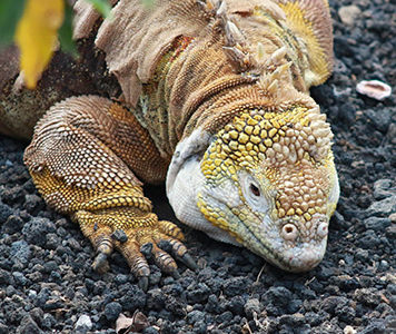 Reptiles Galapagos