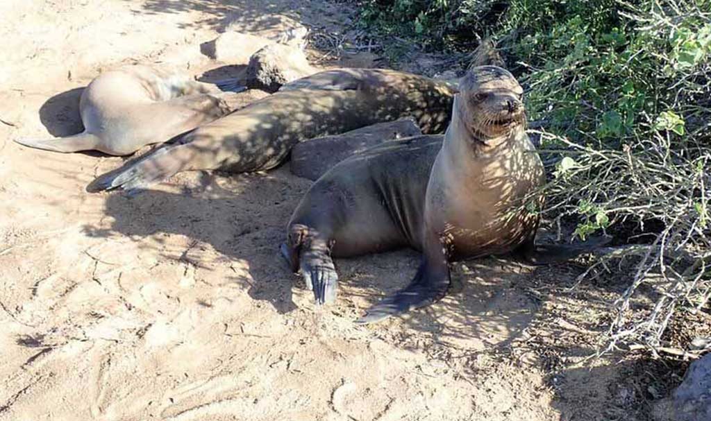 Santa fe island | Galapagos