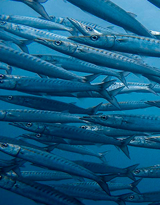 School fishes in Galapagos