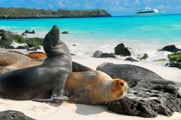 Sea Lions | Wildlife | Galapagos Islands