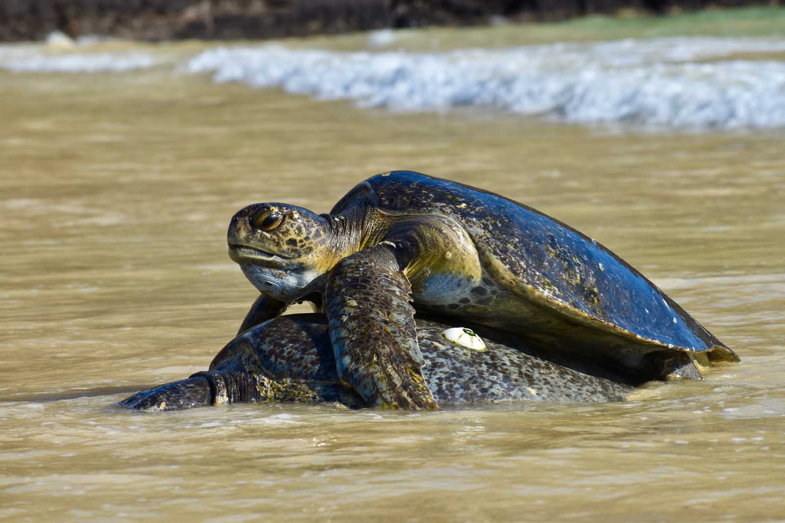 Sea turtle | Galapagos Islands