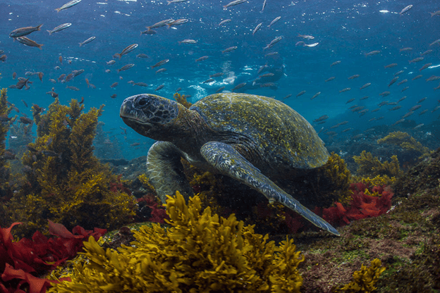 Sea turtle