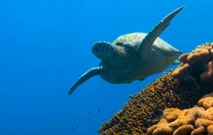 Sea turtle | Galapagos