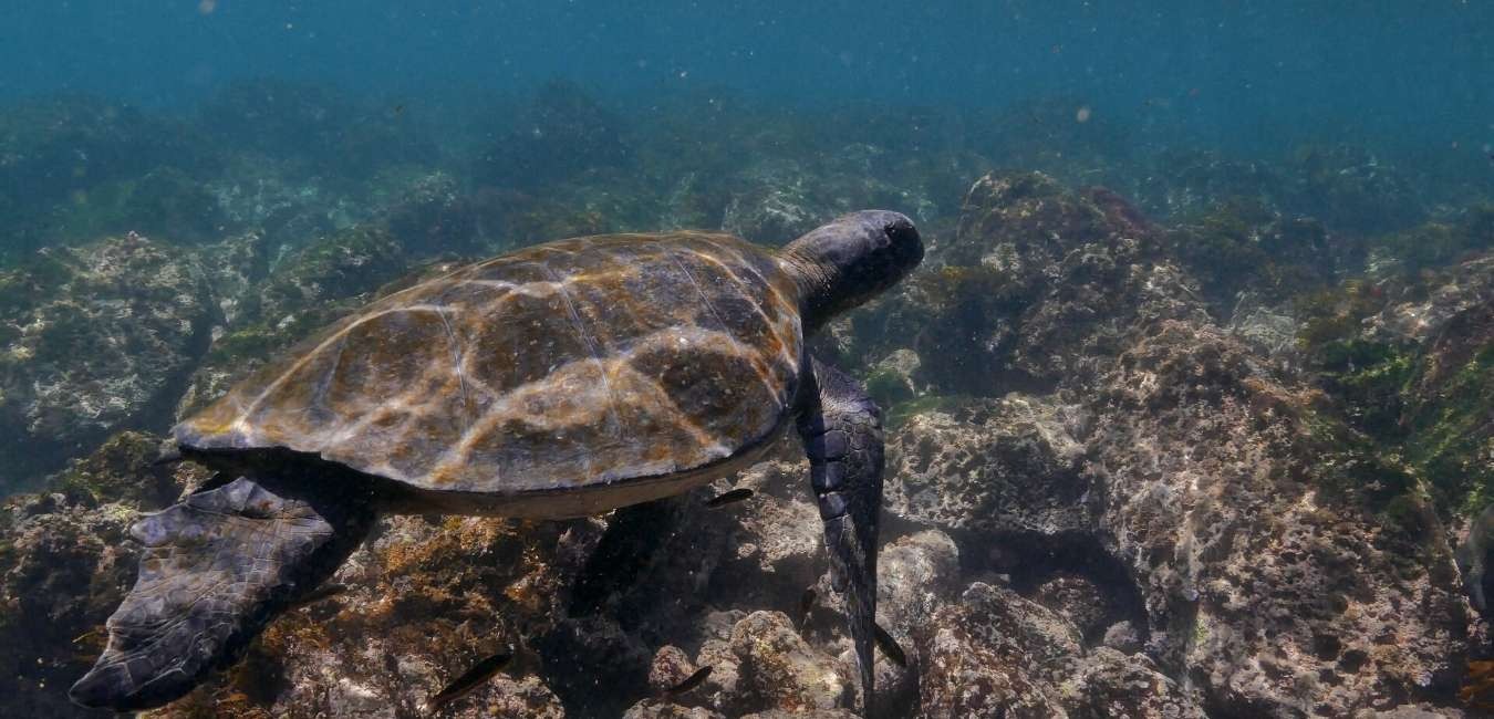 Galapagos sea turtle