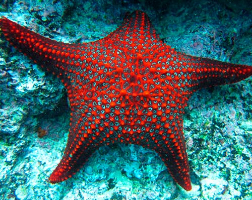 sea star galapagos