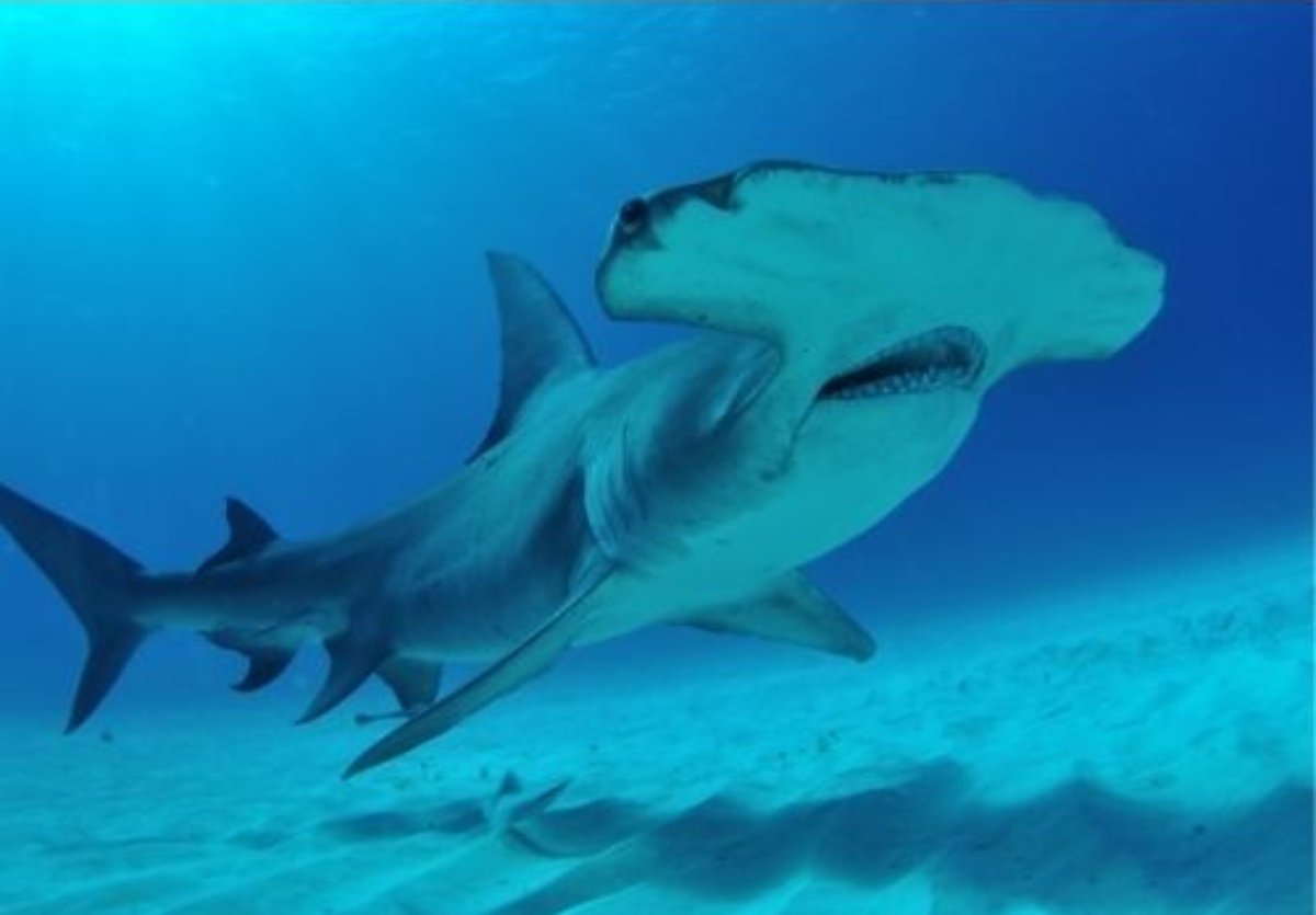 Galapagos | Ecuador | South America