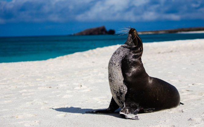 Sea lion | Galapagos Islands