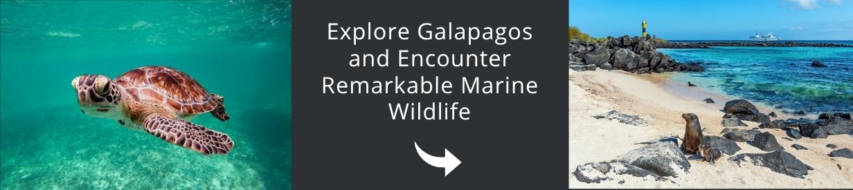 Come and visit Galapagos with us!
