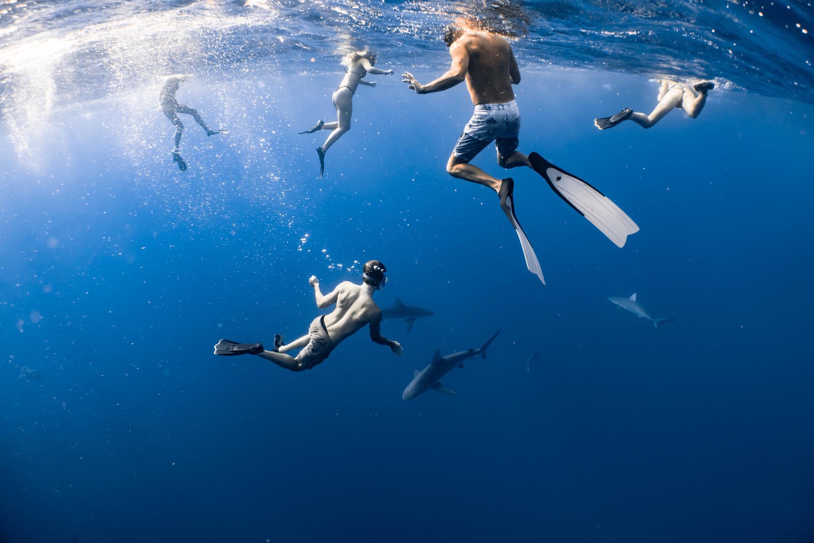 Snorkeling with sharks