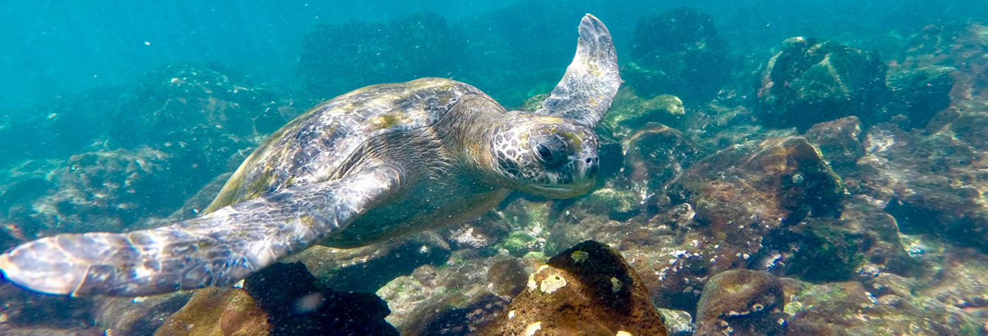 Galapagos marine tortoise
