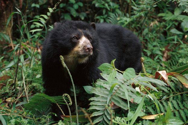 Spectacled bear | Ecuador | South America