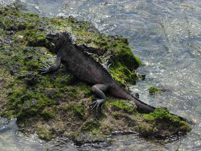 Galapagos marine iguana