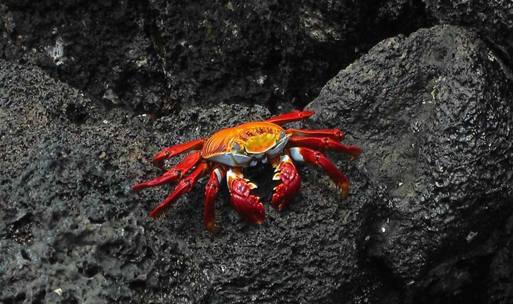 Sullivan Bay | Galapagos