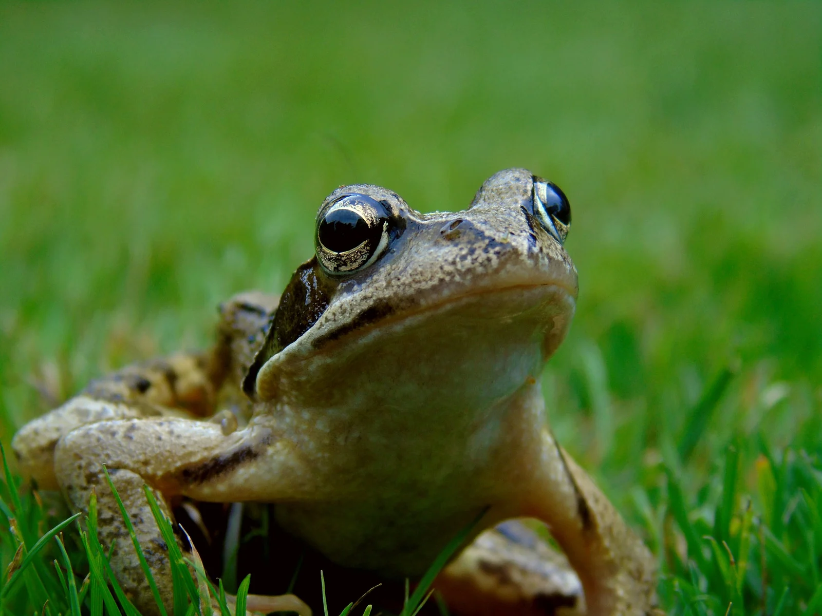 Nodriza Machalilla frog