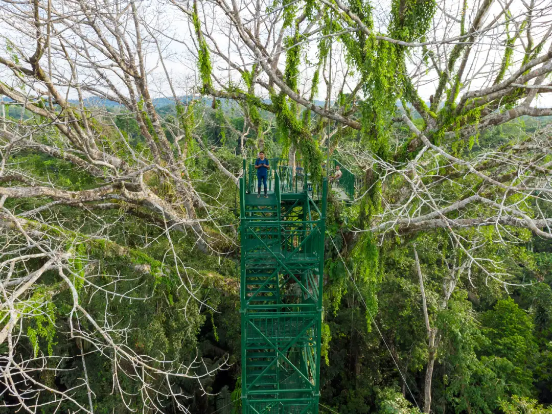 The jungle | Galapagos