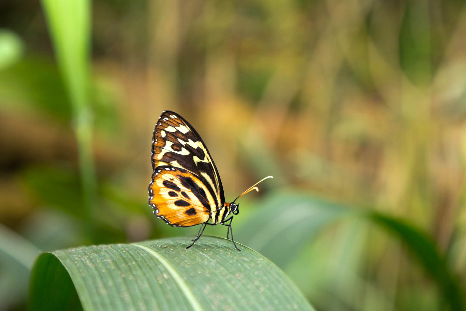 Tigerwing Butterfly | Costa Rica