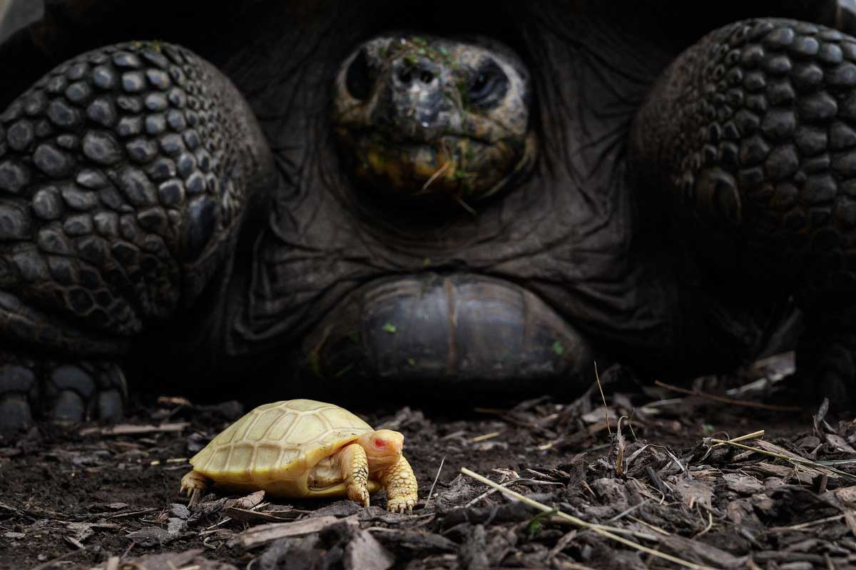 Galapagos albine tortoise