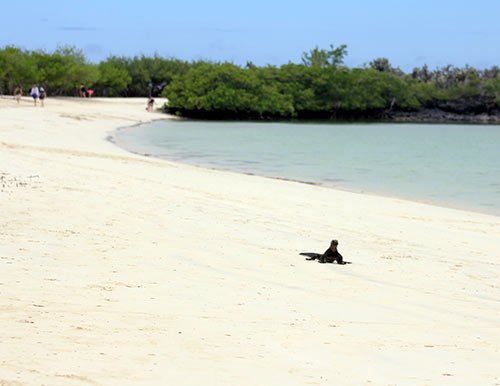 Tortuga Bay Galapagos