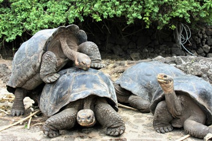 Giant tortoises of galapagos