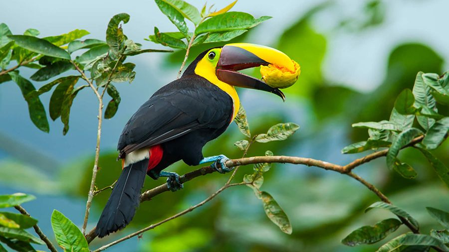 Tucan | Yasuni National Park | Amazon | Ecuador